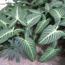 Каладиум Линдена (Caladium lindenii)