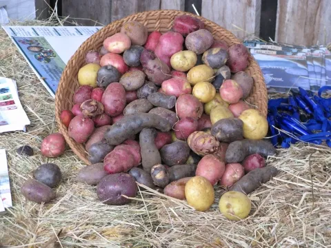 Solanum tuberosum что это за растение 8