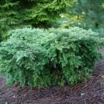 Тсуга канадская (Tsuga canadensis), форма Джеддело (Jeddeloh)