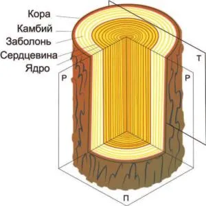 свойства древесины