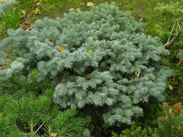 Ель колючая, сорт 'Glauca Globosa'