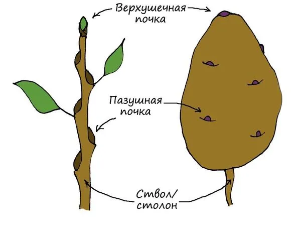 Строение картофеля