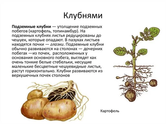 Описание картофеля