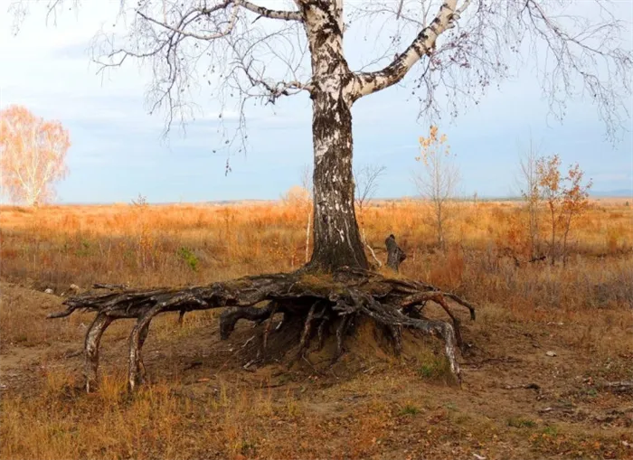 Корневая система березы