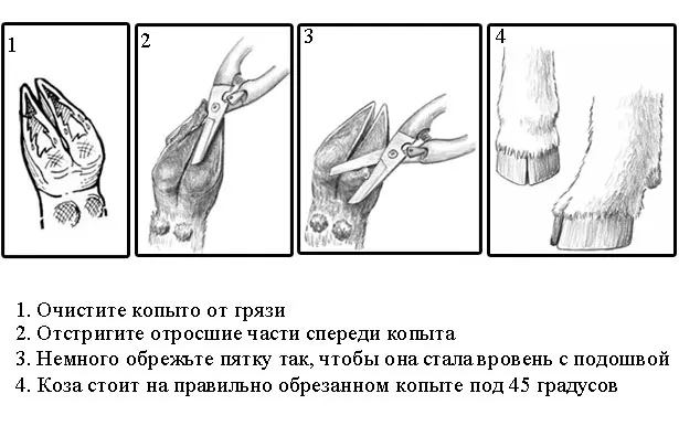 Обрезка копыт козам последовательность действий