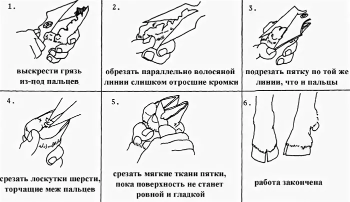 Перед обрезкой копыт необходимо обездвижить козу