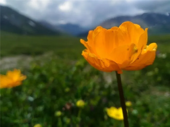 Купальница европейская