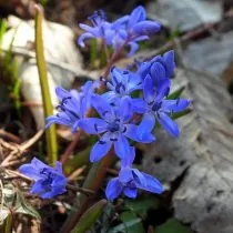 Пролеска двулистная (Scilla bifolia)