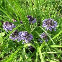 Пролеска перуанская (Scilla peruviana)