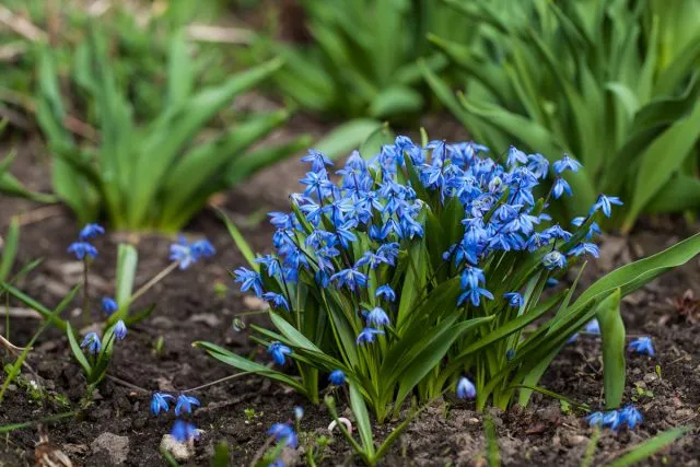 Пролеска сибирская (Scilla siberica)