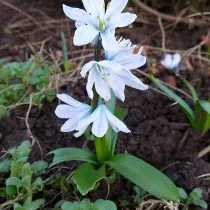 Пролеска Тубергена (Scilla tubergeniana), или пролеска Мищенко (Scilla mischtschenkoana)