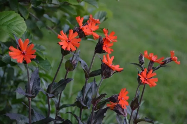 Лихнис Аркрайта (Lychnis arkwrightii)