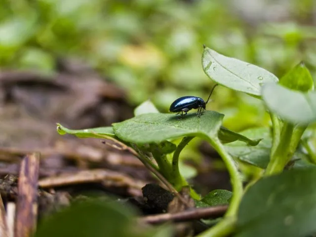 Блошка крестоцветная (Phyllotreta cruciferae) 