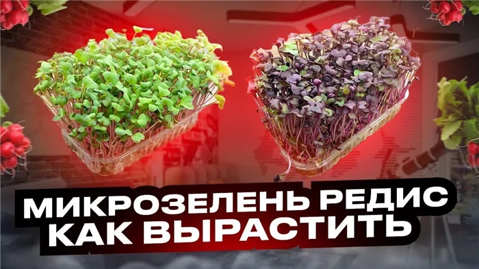 Микрозелень Редис! Как посадить и вырастить микрозелень редиса!? Бизнес, микрозелень!