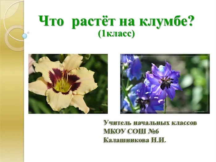 Что растёт на клумбе? (1 класс) Учитель начальных классов МКОУ СОШ №6 Кала.