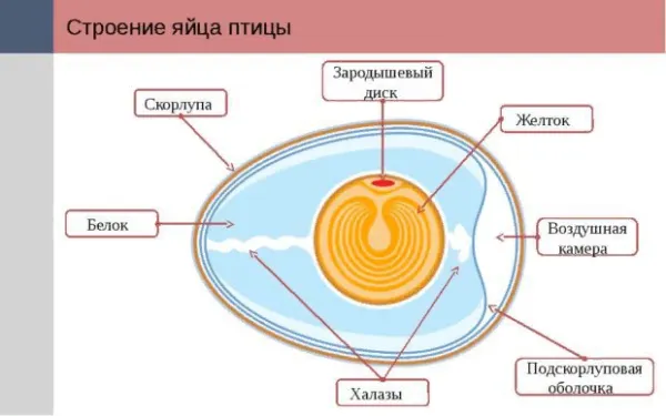 Как правильно выбрать яйца для закладывания в инкубатор? Пошаговая инструкция закладки яиц и способы ухода за ними в процессе инкубации