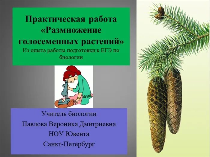 Практическая работа Размножение голосеменных растений Из опыта работы подготовки к ЕГЭ по биологии