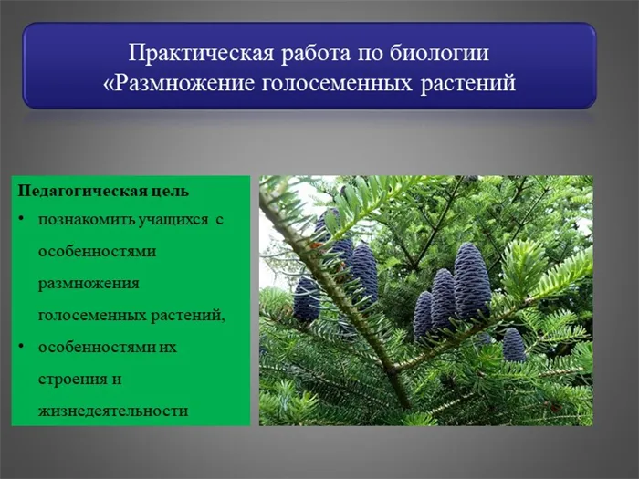 Практическая работа по биологии Размножение голосеменных растений Педагогическая цель