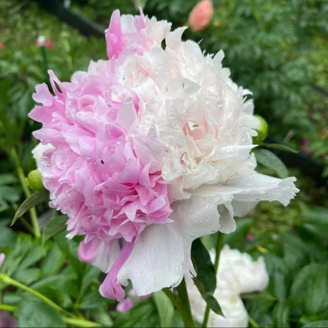 Пион молочноцветковый Мистер Эд (Paeonia lactiflora 