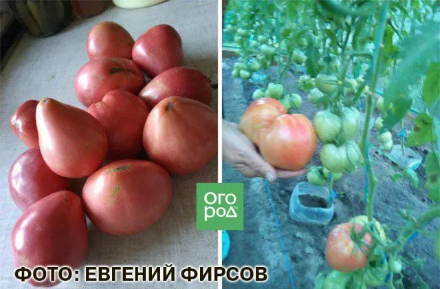 Розовые томаты